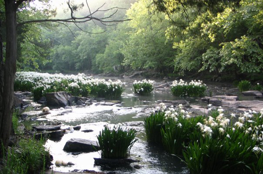 Steve's Creek